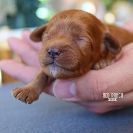Winnie - Red female Cavapoo puppy in Salado, Texas from Red Ranch Dogs