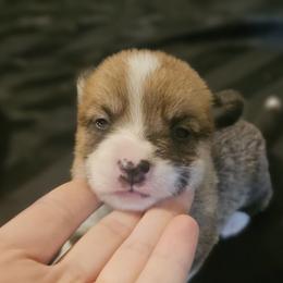 Piper - White and red female Pembroke Welsh Corgi puppy in Tomball, Texas from Larsen Loved Corgis