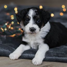 Jingles - Black tri-color male Aussiedoodle puppy in Casa, Arkansas from Blue Diamond Puppies