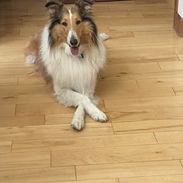 Collie Puppies from Lakeside Collies