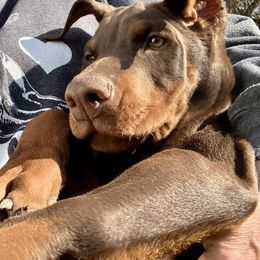 Doberman Pinscher Puppies from Von Schaaf Haus DuPree