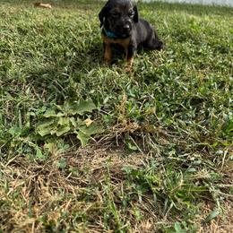 Boy 4 - Black and tan male Bloodhound puppy in Tahlequah, Oklahoma from HNH Hounds