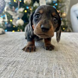 Bronco - Dapple male Dachshund puppy in Temecula, California from Naomi Magee's Dachshund Kennel