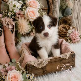 Reba - Red & white female Australian Shepherd puppy in Albany, Kentucky from Blue Ridge