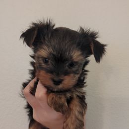 Yorkshire Terrier Puppies from Pretty Li'l Yorkies
