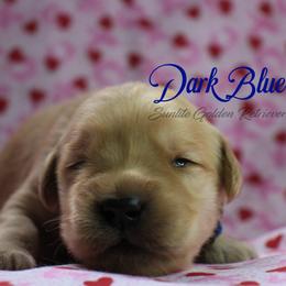 Dark Blue Collar Boy - Golden male Golden Retriever puppy in Otis Orchards, Washington from Sunlite Golden Retrievers