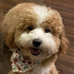 Frannie - Goldendoodle