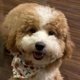 Frannie - Goldendoodle