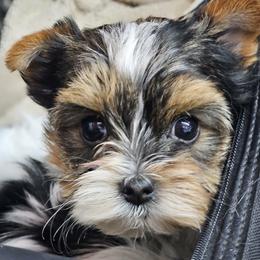 Biewer Terrier puppies from Strait Layne Biewers