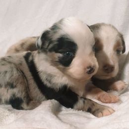 Feyra - Blue merle female Miniature Australian Shepherd puppy in Jefferson, Texas from Texas Down Yonder Mini Aussies