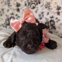Cici - Brown female Shihpoo puppy in Rockledge, Florida from Bellady's Shihpoos