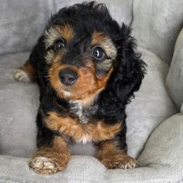 Motta - Black and tan female Dachshund puppy in Las Piedras from New Empire Kennels
