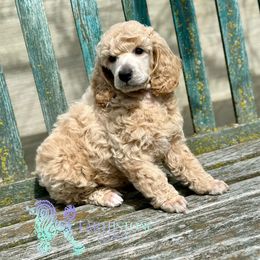 Poodle Puppies from Earthstone Poodle