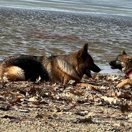 German Shepherds from GSDs of Eden