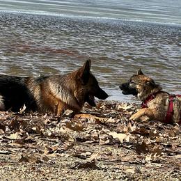 German Shepherds from GSDs of Eden