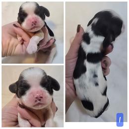 Male 1 - Black white and tan male Cocker Spaniel puppy in Greensboro, North Carolina from Cochran Spaniels