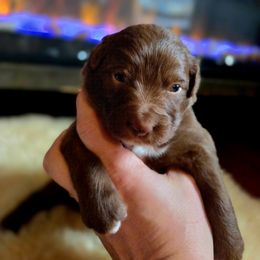 Australian Shepherd Puppies from The Fieldstead's Aussies