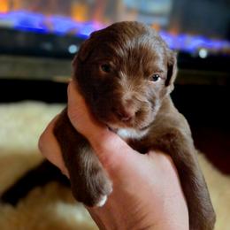 Australian Shepherd Puppies from The Fieldstead's Aussies