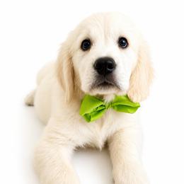 Miles - Light golden male Golden Retriever puppy in Chicago, Illinois from Urbane Retrievers