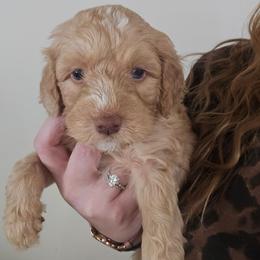 Marshall - Red and white male Cockapoo puppy in Galena, Illinois from Perry's doodles