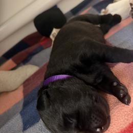 Kit Kat - Black female Labrador Retriever puppy in Eugene, Oregon from LakeHouse Labrador Retriever LLC