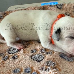 Orange - White and black female Dalmatian puppy in Jacksonville, North Carolina from Spots and Dots Dalmatians