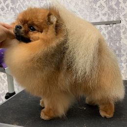 Pomeranians from British Lane