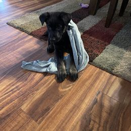 German Shepherd Puppies from Drachenhaus Shepherds