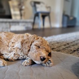 Aussiedoodle and Australian Mountain Doodle Puppies from Jagged Oaks Farm