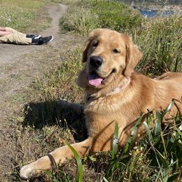 Golden Retriever All Grown Up from Insignia Goldens