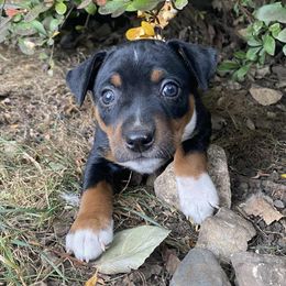 Onyx - Black white and tan male Rat Terrier puppy in Iowa Falls, Iowa from Hawthorne Terriers