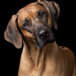 Rhodesian Ridgebacks from Orion