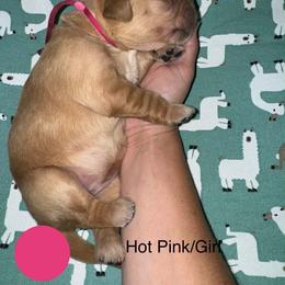 Blown away- breezy - Dark golden female Golden Retriever puppy in Gainesville, Florida from Heart and Soul Dog Breeding, Inc.