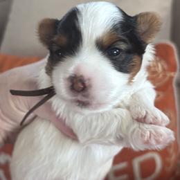Brownie - Parti male Yorkshire Terrier puppy in La Verne, California from Heavenly Parti Yorkies
