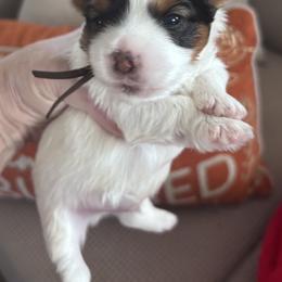 Brownie - Parti male Yorkshire Terrier puppy in La Verne, California from Heavenly Parti Yorkies