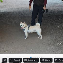 Pug and Shiba Inu Puppies from khshibas-khpugs