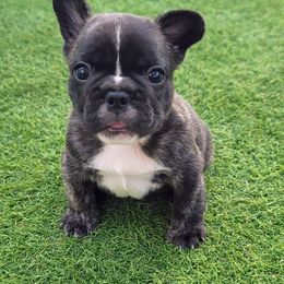 Red collar Lucky - Brindle male French Bulldog puppy in Polk City, Florida from Best Friend Frenchies, LLC