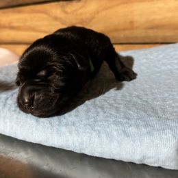 Green Male - Black male Labrador Retriever puppy in Franklin, Virginia from Oak Hollow Retrievers