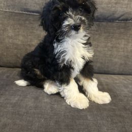 Blitzen - Black tri-color Aussiedoodle puppy in Runnels County, Texas from Lollipups Mini Aussiedoodles