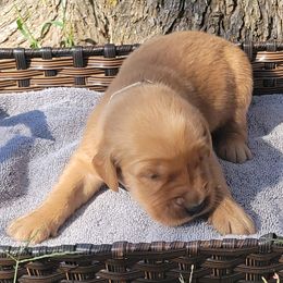 Marissa - Golden Retriever puppy from Copperhead Creek Goldens