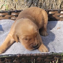 Marissa - Golden Retriever puppy from Copperhead Creek Goldens