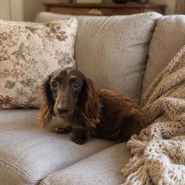 Silk - Dachshund