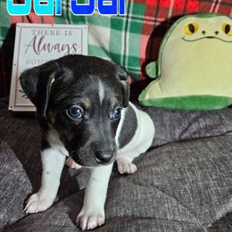 JarJar - White black and tan male Rat Terrier puppy in Lynn, Alabama from Cryptic Rat Terriers