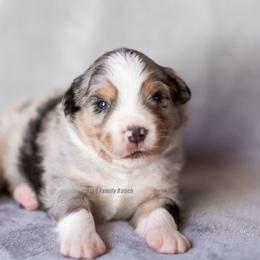 Aussiedoodle and Miniature American Shepherd Puppies from King Family Ranch