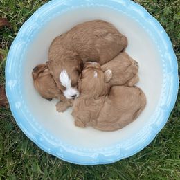 Cavapoo Puppies from Wednesday & Co