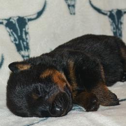 Boy 3 - Black and mahogany male Rottweiler puppy in Ethel, Washington from Titanenheim Rottweilers