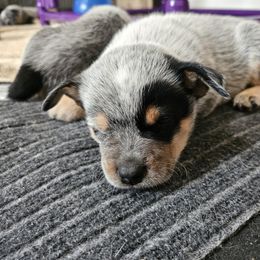 Australian Cattle Dog Puppies from Lakota Australian Cattle Dogs