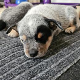 Australian Cattle Dog Puppies from Lakota Australian Cattle Dogs