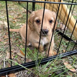 Chihuahua and Dachshund Puppies from Little Pawz, LLC