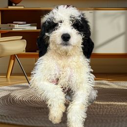 Zeke - Black white and tan male Cockapoo puppy in Connersville, Indiana from MoonShine Babies